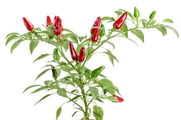 Gardinen Chilischoten branch red chili pepper with leaf isolated on a white background no shadow  © kolesnikovserg