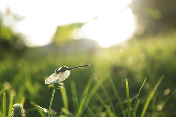 Dragonfly on the flower