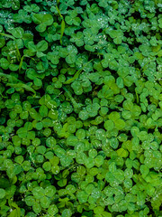 Leaves. Clover. Spring. Nature. Texture.