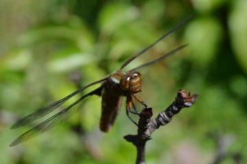 One dragonfly on the branch