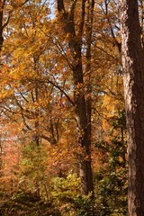 Tree, Virginia Beach, botanical garden, autumn