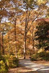 Tree, Virginia Beach, botanical garden, autumn