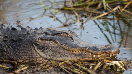 Alligator, Everglades National Park, Florida