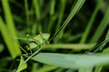 Larve des Großen Heupferdes, Laubheuschrecke,Ettigonia viridissima