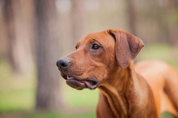 Rhodesian Ridgeback