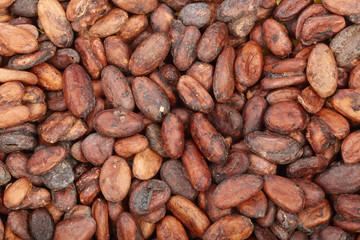 unpeeled cocoa bean as a background top view