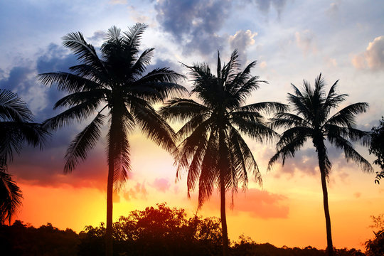 silhouette of palm at sunset