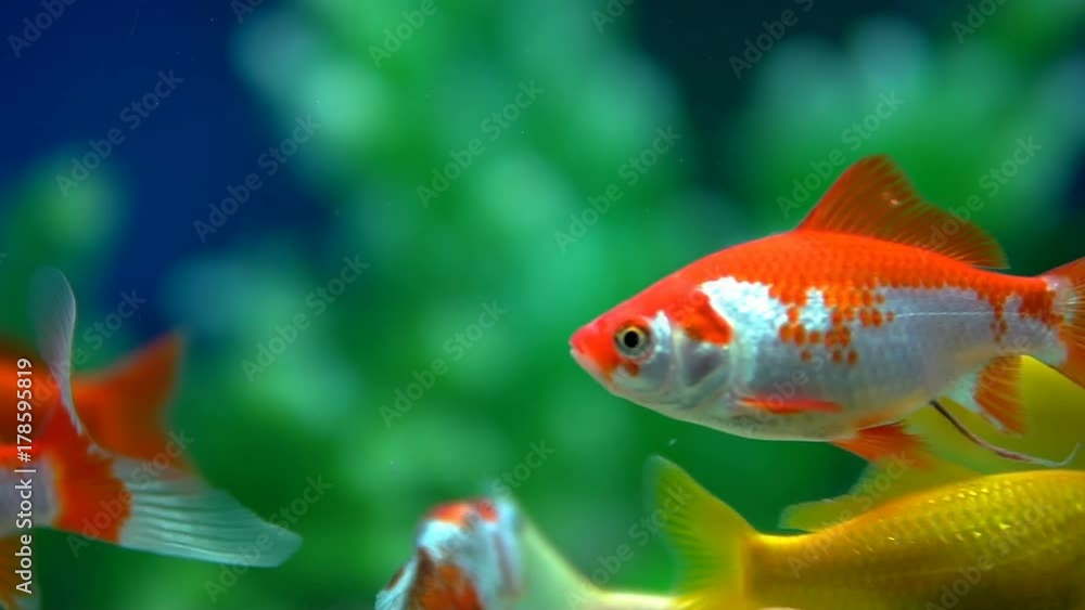 Wall mural Slow Motion Goldfish Fish Swimming In Aquarium