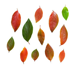 Set of multicolored leaves of hedge cotoneaster, isolated on white background with clipping path.