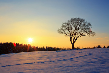 Winter sunset landscape with tree.