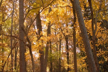 Tree, Virginia Beach, botanical garden, autumn