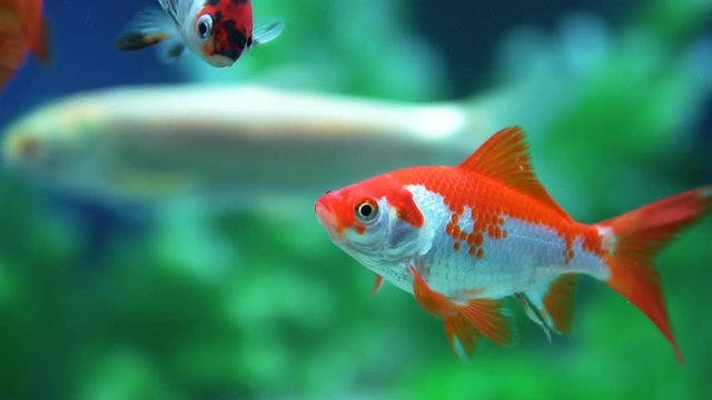 Slow Motion Goldfish Fish Swimming In Aquarium