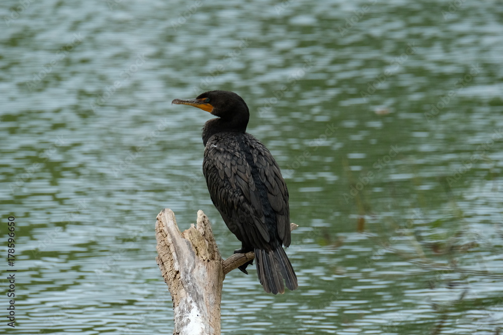 Sticker Cormorant on a pond