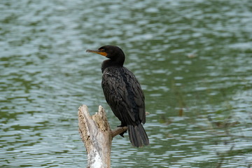 Cormorant on a pond