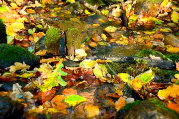fließendes Gewässer - Herbst Wald - Herbstwald - 