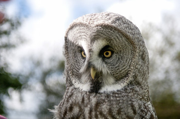 Close Up of an Owl in the Bright Outdoors