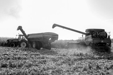 Grayscale Image of Tractor and Harvester in a Corn Field
