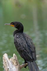 Cormorant on a pond