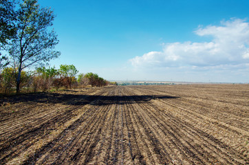 Fototapeta na wymiar farm field after harvest