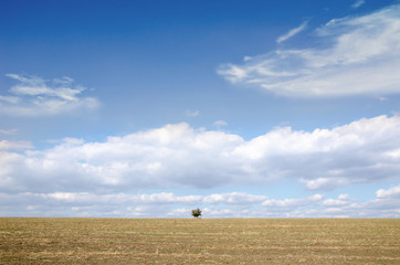 a lone tree across the cleared field