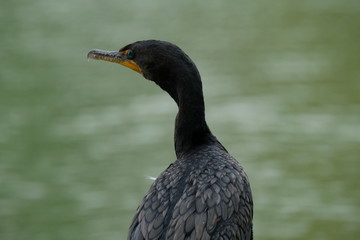 Cormorant on a pond