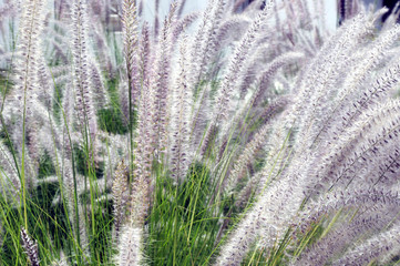 Pennisetum or Purple Fountain Grass in Field for Backgrounds