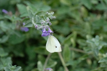 White butterfly
