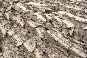 freshly ploughed land in holland seen closeup