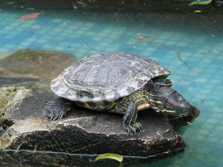 Tortoise on stone