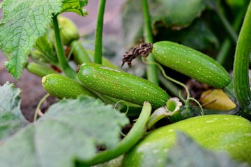 Obraz premium Zucchini plant. Zucchini flower. Green vegetable marrow growing on bush