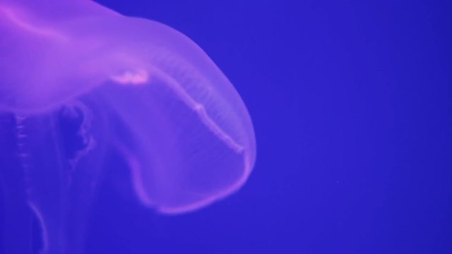 Jellyfish slowly floating in the blue ocean