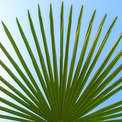 Green leaf of a palm tree on the background of blue sky