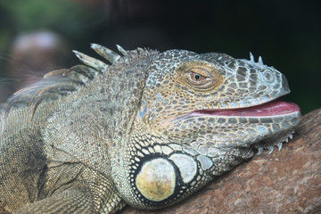 Fototapeta premium The head of the green iguana closeup.