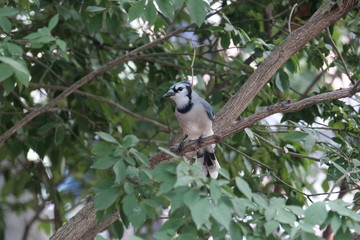 Blue jay