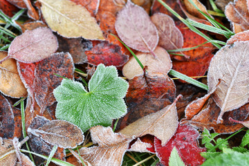 Red leaves and green grass on the ground are covered with hoarfrost in late autumn background.