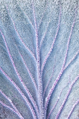 A leaf of red cabbage in a hoarfrost in the late autumn background. Vertical photo.