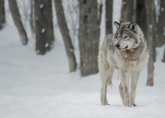 Timber Wolf In Forest