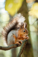 Fototapeta premium Белка в лесу