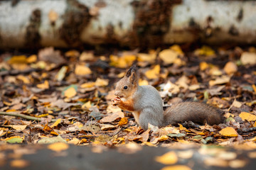 Белка в лесу