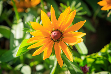 Yellow Flower