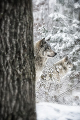 Timber Wolves On Guard