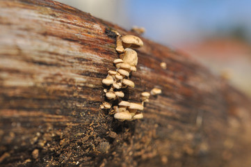 Group of small mushrooms on tree.