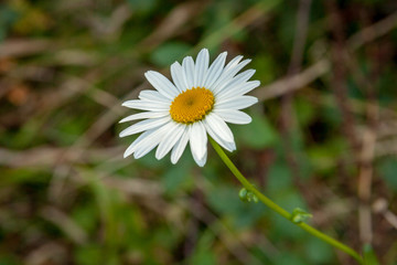 white camomile flower with a green background