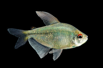 diamond tetra isolated (Moenkhausia pittieri)