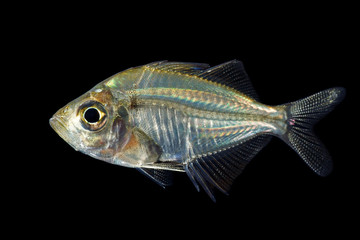 Indian glassy perch.Parambassis rangaIndian.
