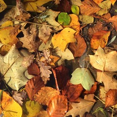 Herbstlaub