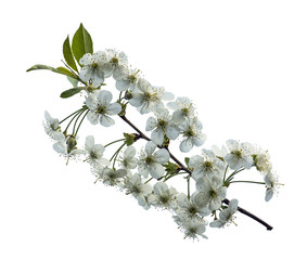Flowering branch cherry
