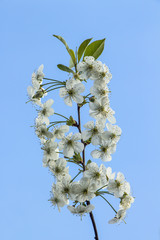 Flowering branch cherry