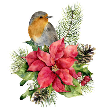 Watercolor robin, poinsettia with Christmas floral decor. Hand painted bird and traditional flower and plants: holly, mistletoe, berries and fir branch isolated on white background. Holiday print.