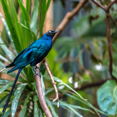 Brilliant Blue and Purple Plumage on a Long Tailed Blue Starling Against a green Leafed Background